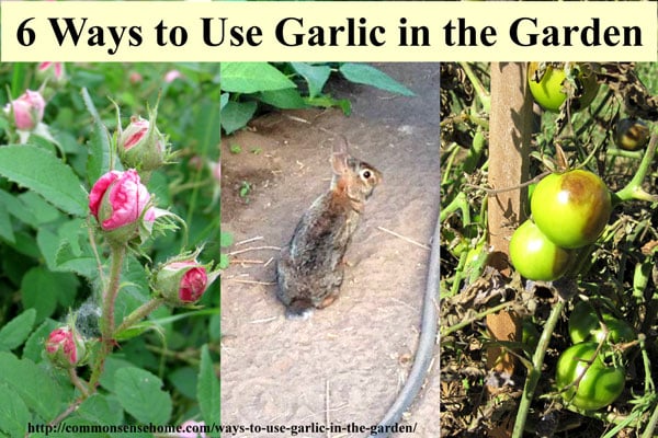 6 Ways to Use Garlic in the Garden and Yard - From Pest and Disease Control to Companion Plantings, garlic is a "must have" for any organic garden.