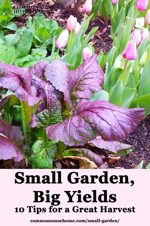 Small garden? No problem. Learn how you can maximize your home food production for high yields in even the smallest planting areas.