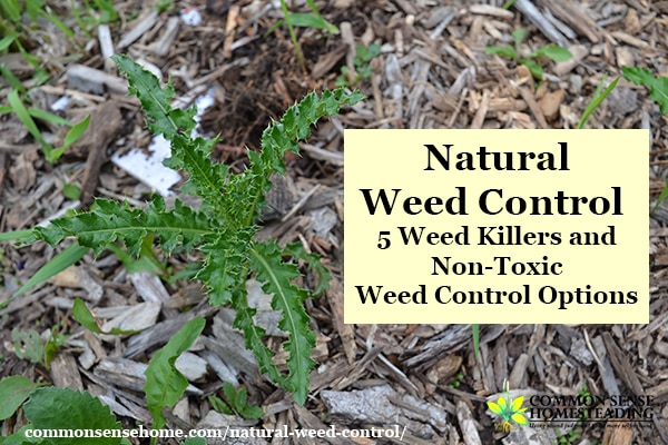 Natural Weed Control - Homemade weed killers including vinegar weed killer spray and other organic weed control options that are safe for kids and pets.