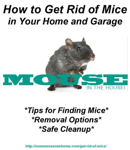 How to Get Rid of Mice In Your Home and Garage