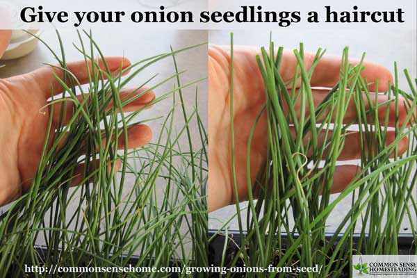 Growing onions from seed lets you grow a range of onion varieties for storage and fresh use. Check out these 5 tips for your best onion harvest ever.