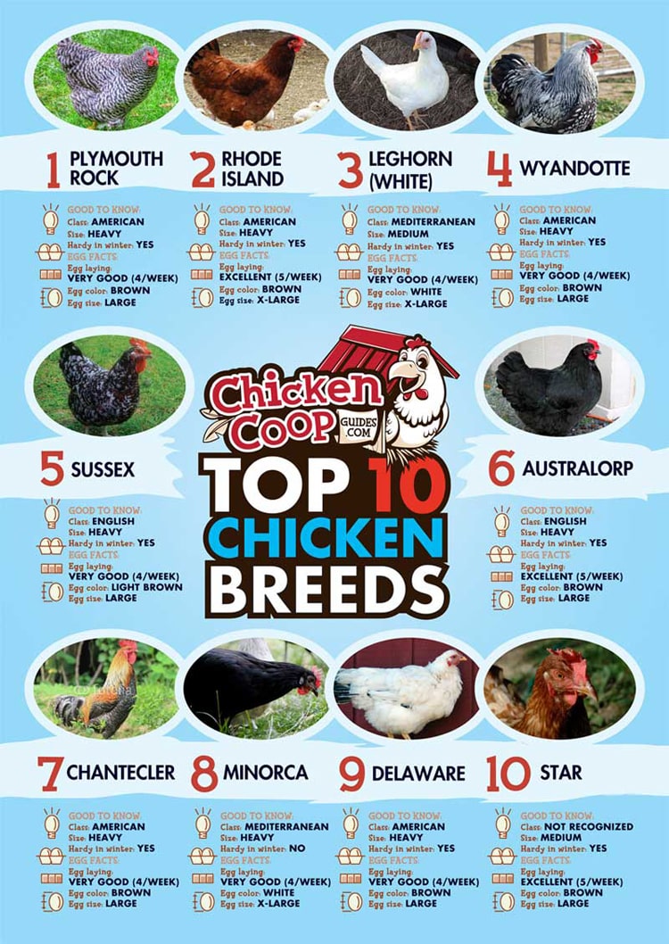 Top 10 Chicken Breeds for Laying Hens, Plus a a Review of Hen House Plans for the Ladies