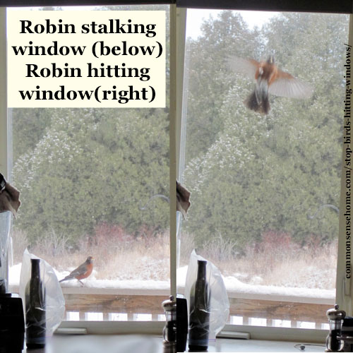 Stop Birds Hitting Windows - Keep Our Feathered Friends Safe. Five simple tricks you can use to help prevent birds from flying into your windows and doors.