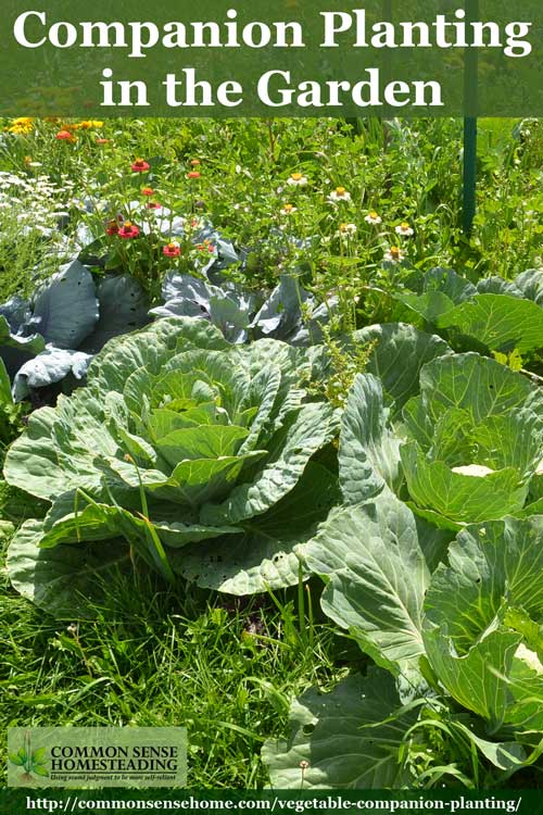 Check out this easy vegetable companion planting system that will allow you to mix and match your favorite garden crops and their best companion plants.