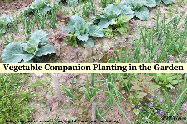 Check out this easy vegetable companion planting system that will allow you to mix and match your favorite garden crops and their best companion plants.