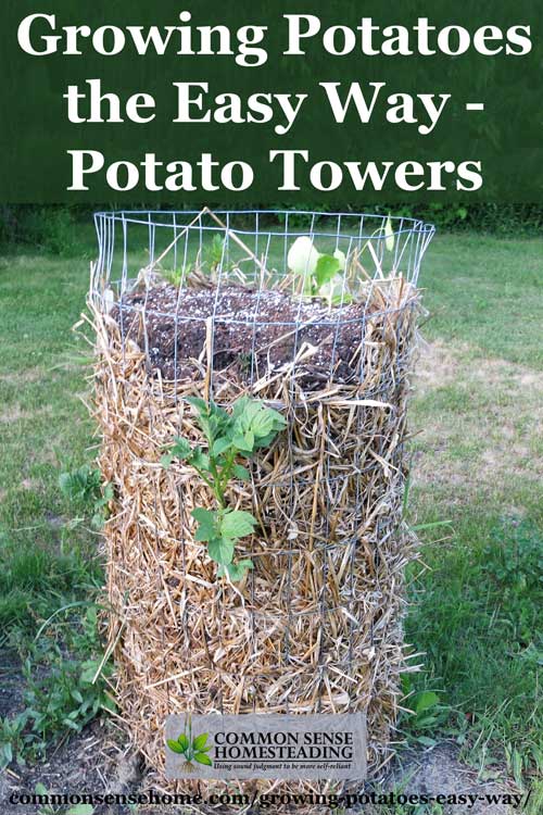 Growing Potatoes in potato towers is a trick that everyone should try in the garden. Save space and make potato harvesting a breeze!