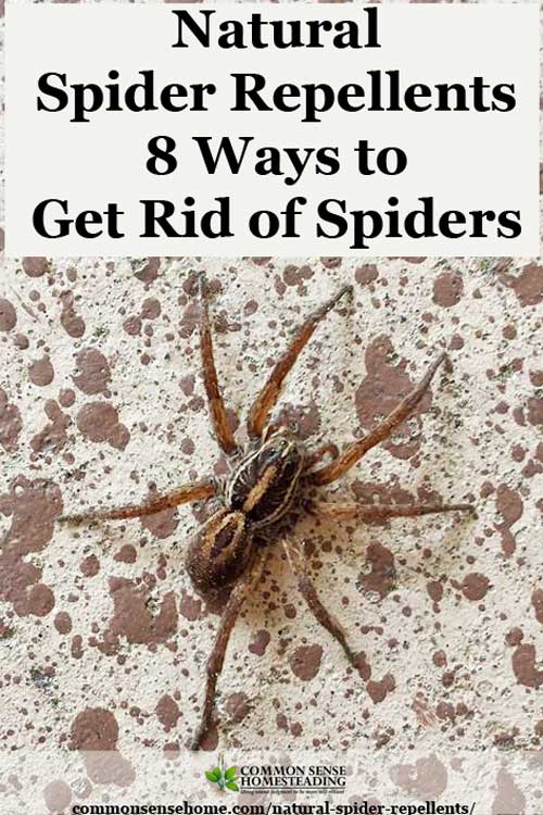 Natural Spider Repellents - 8 Ways to Get Rid of Spiders in the House PLUS 5 No Muss, No Fuss Tips to Reduce the Number of Spiders in Your Home