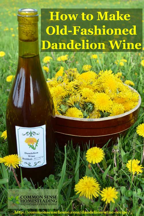 A homemade dandelion wine recipe "so therapeutic to the kidneys and digestive system that it was deemed medicinal even for the ladies."