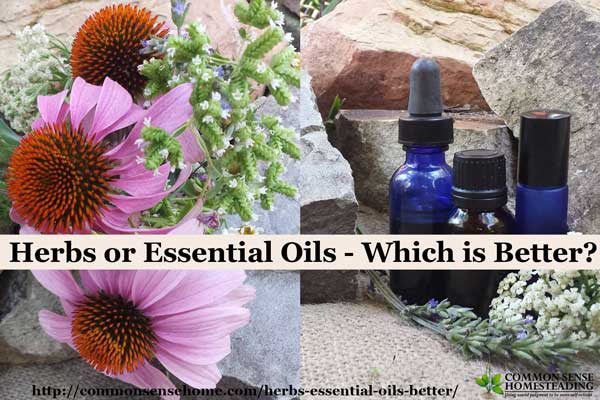 Are herbs or essential oils better? We compare price, ease of use and safety, and offer suggestions for trusted herb and essential oil resources.