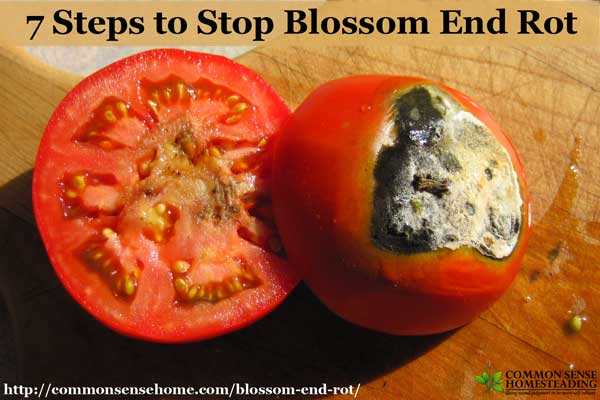 Tomatoes with black rotten spots on the bottom? Odds are you have blossom end rot. Learn how you can save the rest of your harvest with these easy tips.