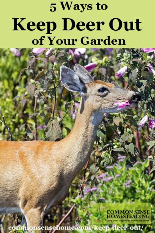 Keep deer out of your garden or yard and protect your harvest with deer deterrent options for every location and budget range.