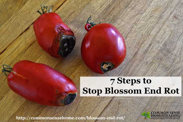 Tomatoes with black rotten spots on the bottom? Odds are you have blossom end rot. Learn how you can save the rest of your harvest with these easy tips.