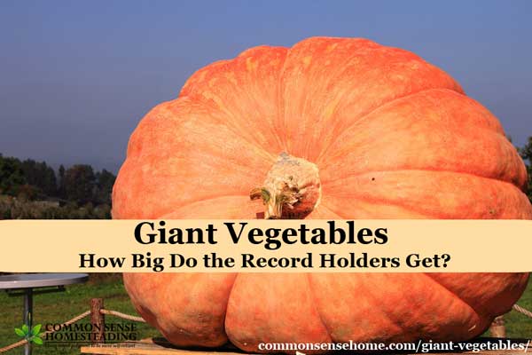 Tips for growing giant vegetables, plus a listing of 10 current world record holding vegetables. You won't believe how big these veggies can get!