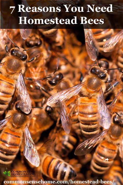 From increased garden and orchard productivity to a bounty of honey for food and medicine, homestead bees are a great addition to your self-reliance preps.