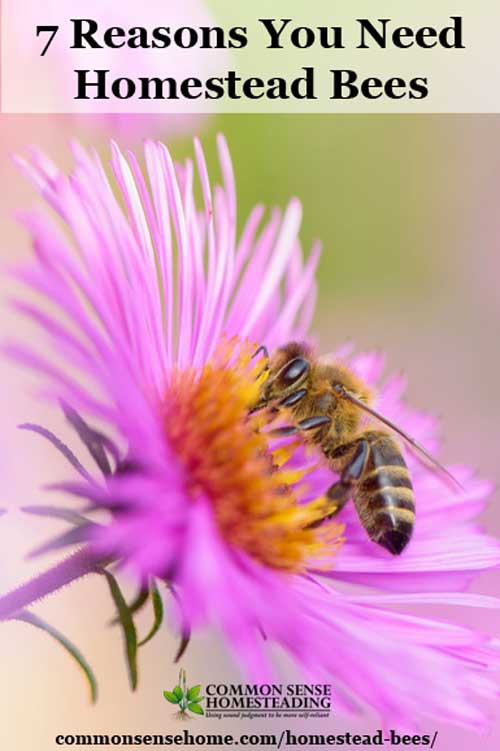 From increased garden and orchard productivity to a bounty of honey for food and medicine, homestead bees are a great addition to your self-reliance preps.