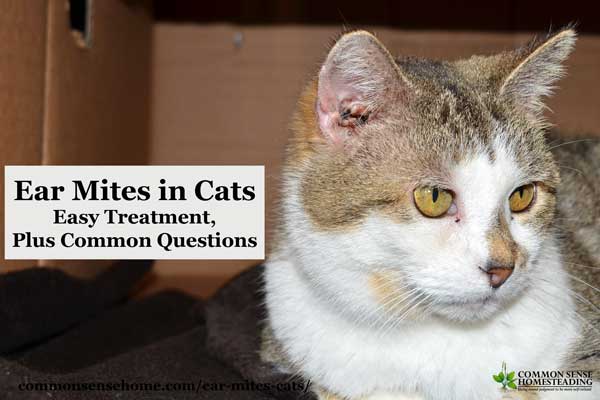 An easy, non-toxic home remedy for ear mites in cats, plus answers to common cat ear mite questions such as whether or not the little buggers are catchy.