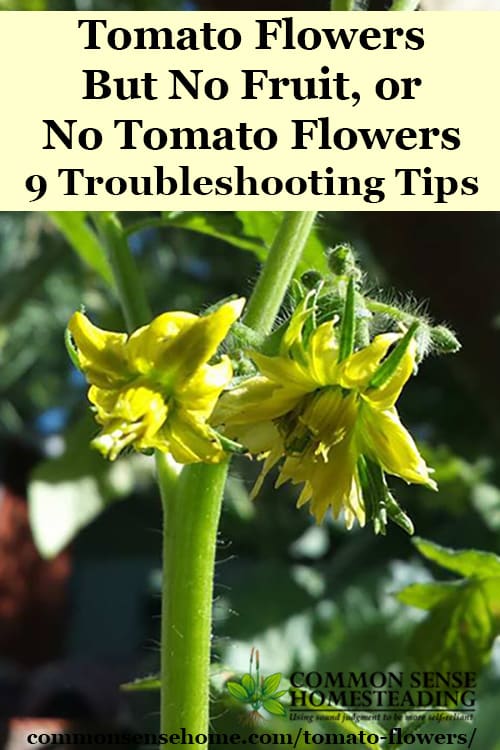 Solving two tomato flower problems - no flowers at all, and tomato flowers but no fruit. We look at common causes and tips to get your tomatoes producing.