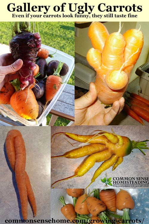 Growing carrots can be a little tricky, but this post will help you learn how to plant, when to thin, companion plants, and growing and harvesting tips.