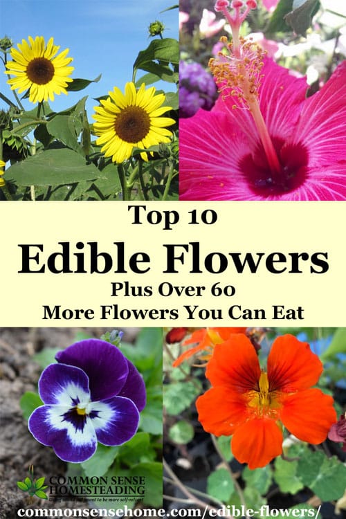 Edible flowers such as roses can be used fresh or dried. Whether you're nibbling edible petals or cooking up buds, flowers you can eat add fun to any table.
