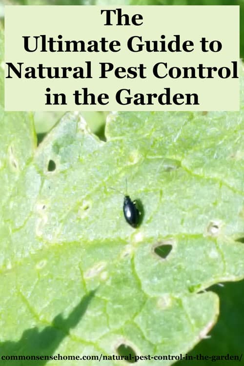 From ants to squash vine borers, organic and natural pest control for 20 common garden pests, plus tips for encouraging beneficial insects & other allies.