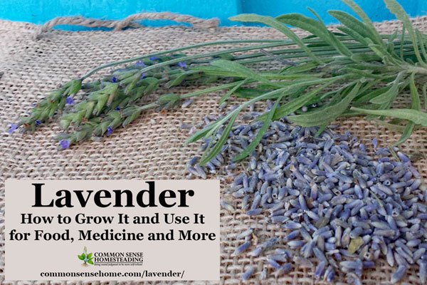 Easy tips for growing lavender and helping your lavender plants to thrive, and some of my favorite lavender uses for food, medicine and more.