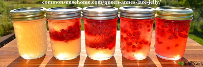 Queen Anne's Lace Jelly with Currants - The bright acidity of currants is a perfect compliment to the delicate floral flavor of Queen Anne's lace jelly.