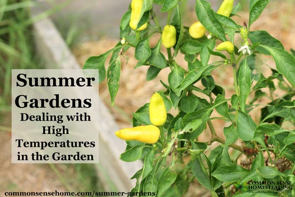 Summer Gardens - Make the most of your summer vegetable garden by working with your heat zone, watering, mulching and smart gardening techniques.