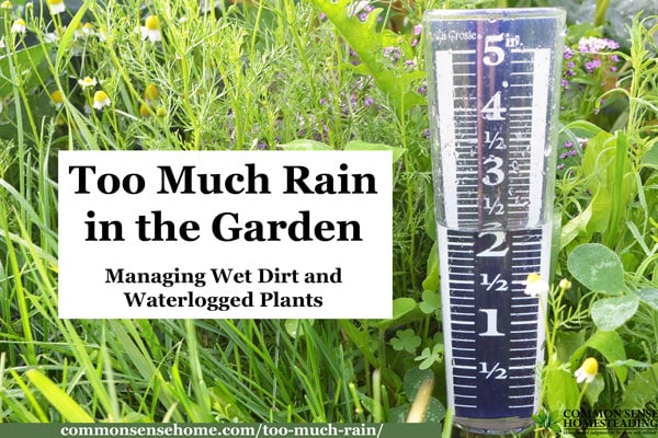 Tips for Dealing with Too Much Rain in the Garden - Raised Beds, Improving Drainage, Damage Control for Wet Soil and Waterlogged Plants