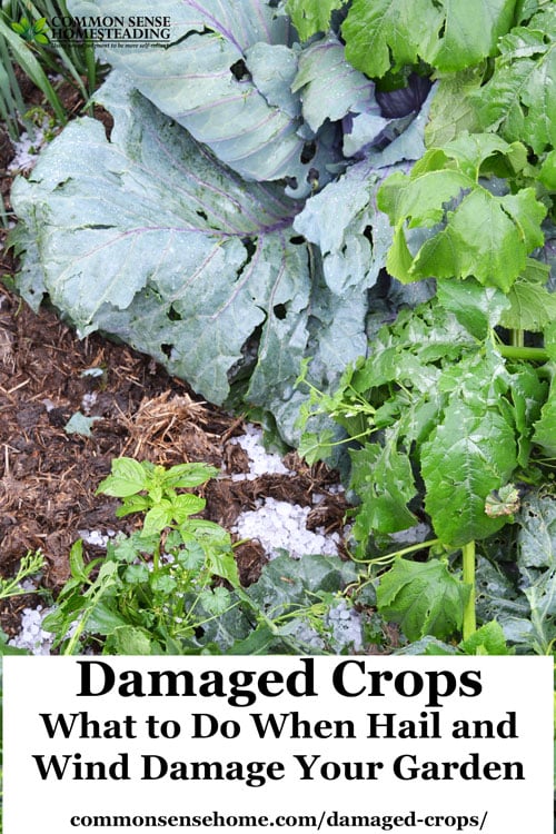 What to do when wind or hail causes damaged crops. Treatment for leaf damage, flower damage, and fruit damage, plus hail protection options.