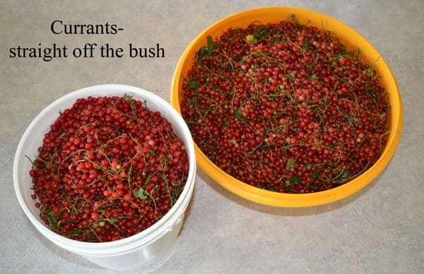 two containers of freshly harvested currants