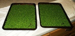 peas ready for freezing