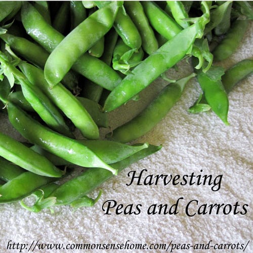 Harvesting Peas and Carrots and How to Freeze Peas