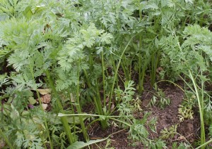 row of carrots