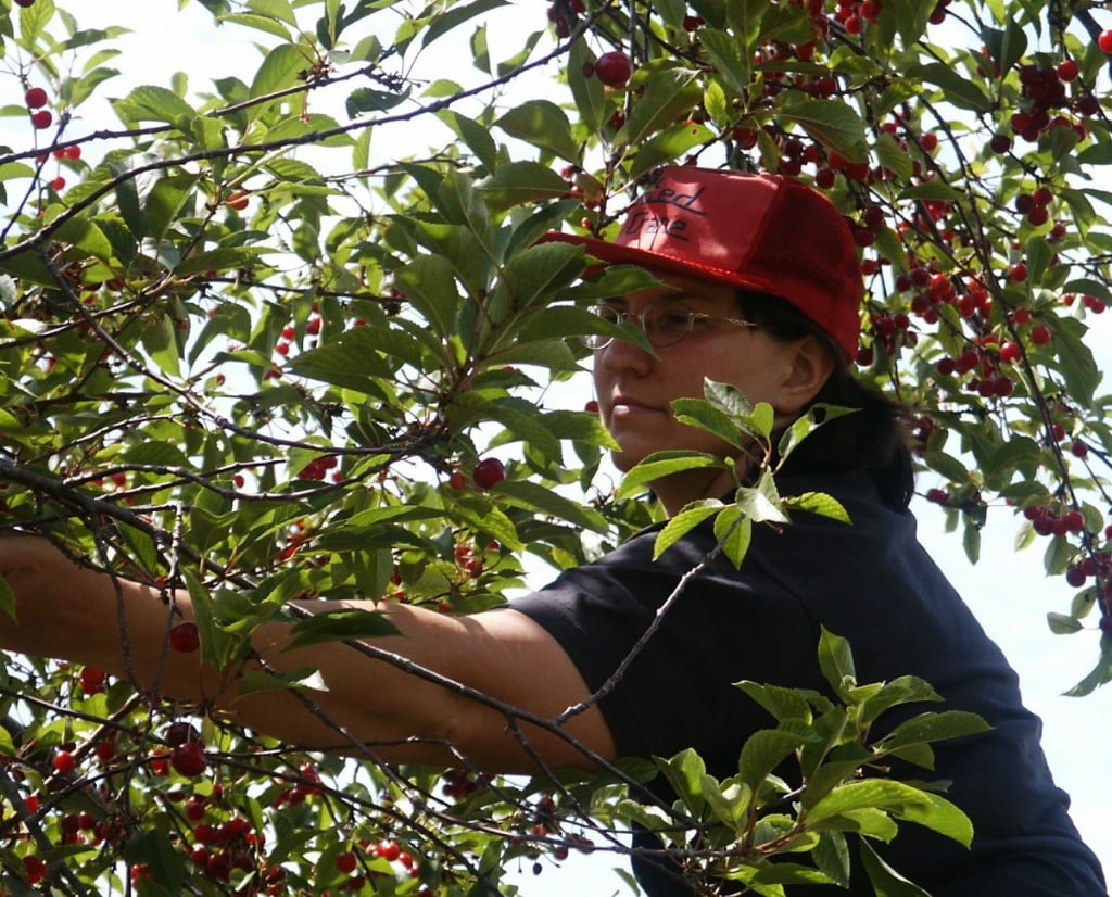 Cherry Picking and Preserving Common Sense Homesteading