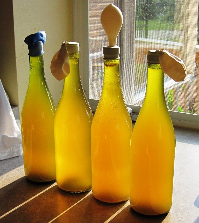 bottled dandelion wine with balloons on top to allow outgassing during final ferment