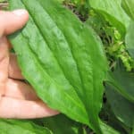 broadleaf plantain weed leaf