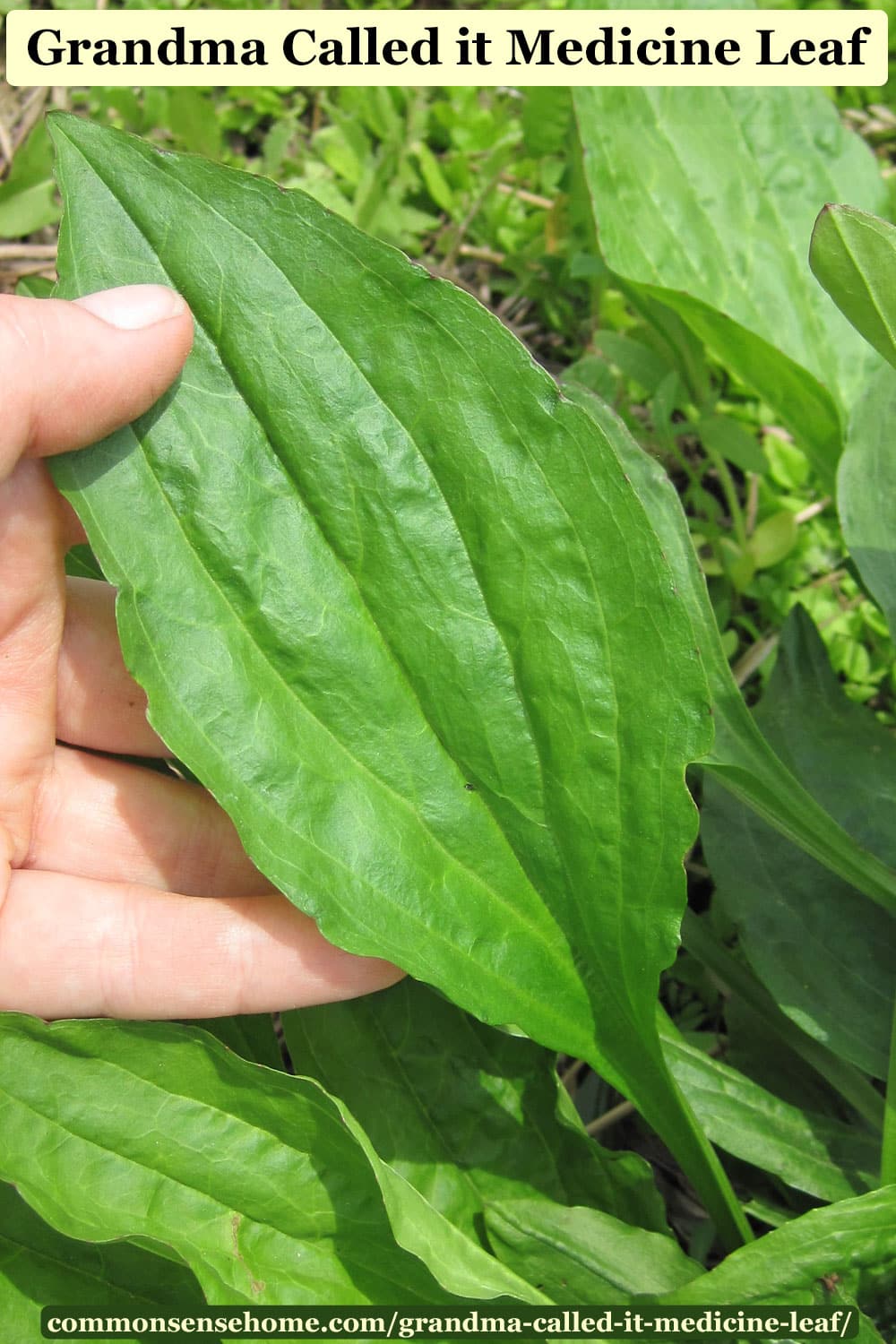 broadleaf plantain weed leaf