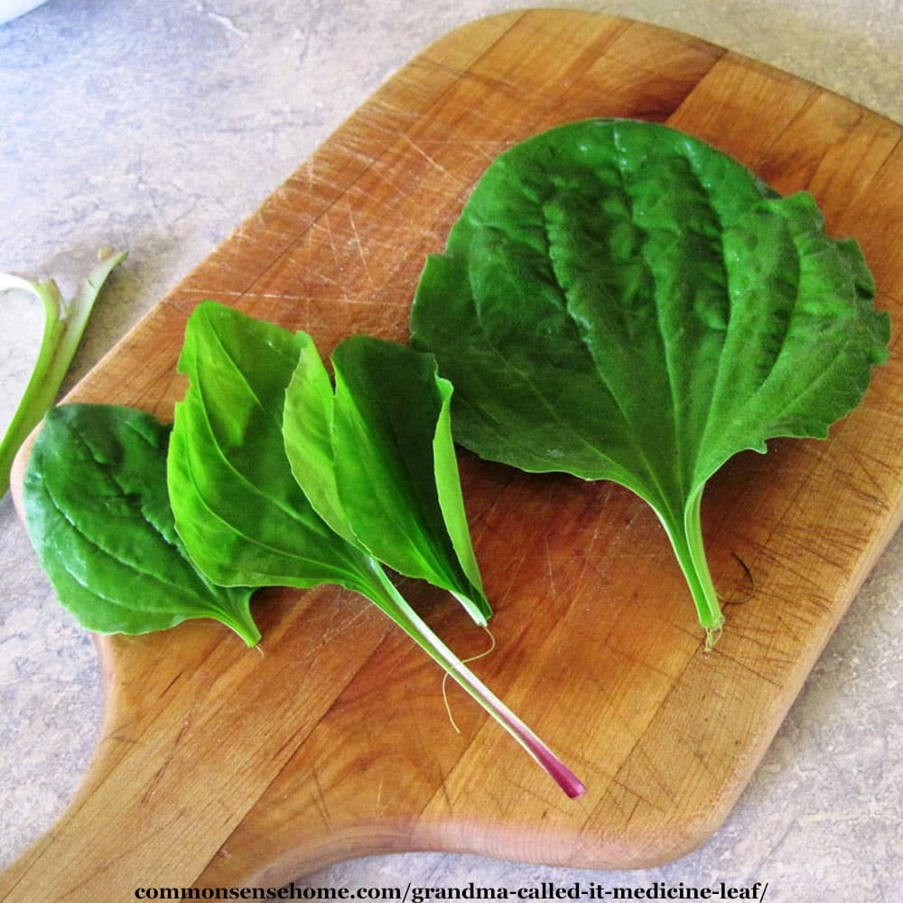 plantain leaves on cutting board