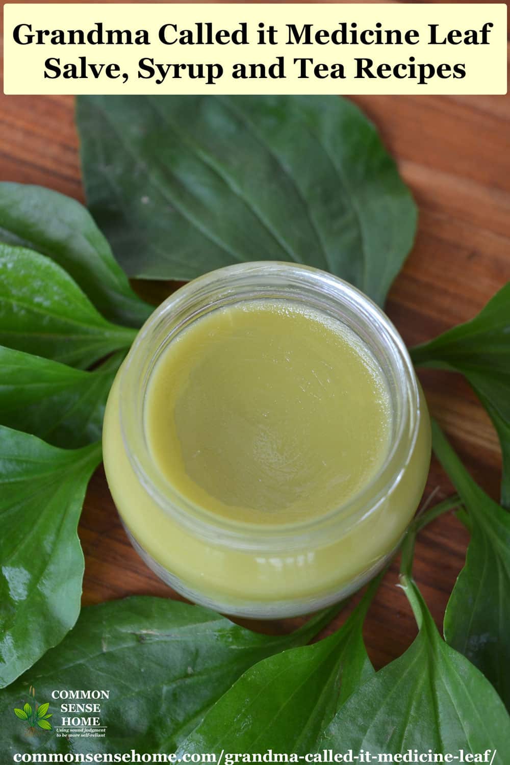 plantain weed salve with infused oil