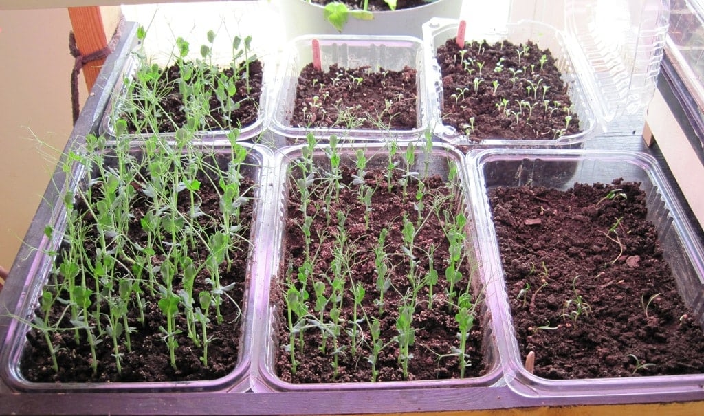 Fresh Food in Winter - Sprouts - Pea sprouts and salad greens growing in indoor trays