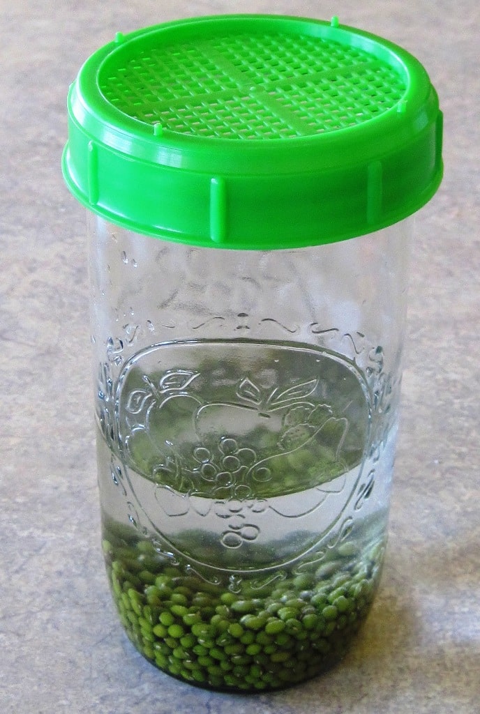 soaking seeds for sprouts