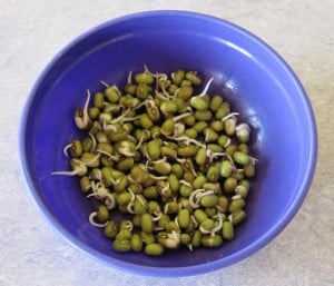 Mung bean sprouts @ Common Sense Home