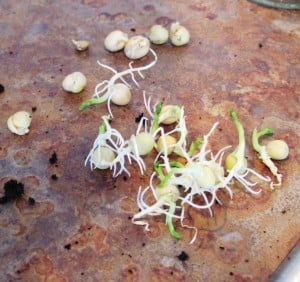 pea sprouts