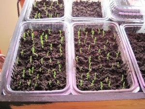 growing pea sprouts