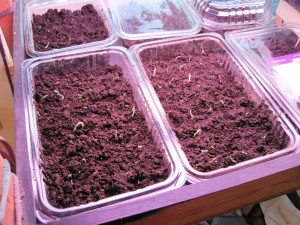 planted pea sprouts