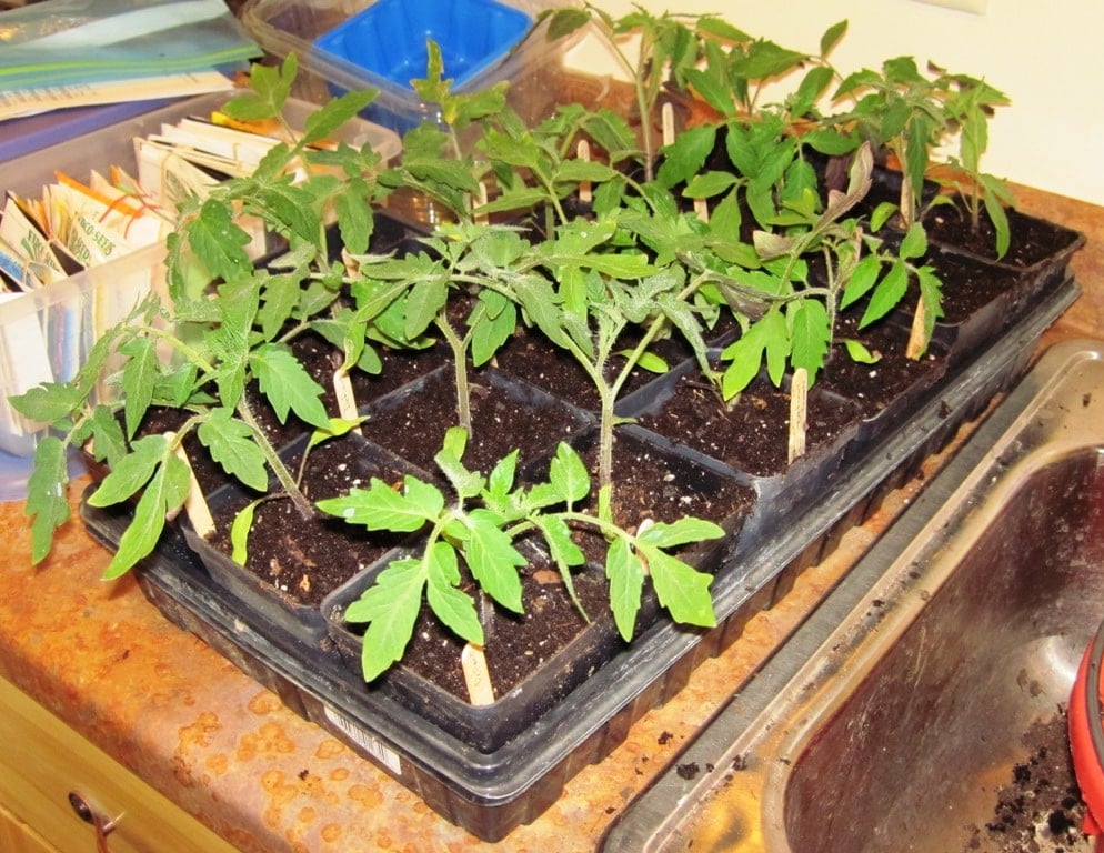 transplant tomato seedlings