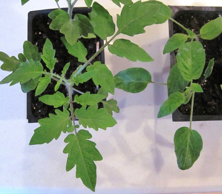 seedling comparison - tomato leaf and potato leaf tomatoes