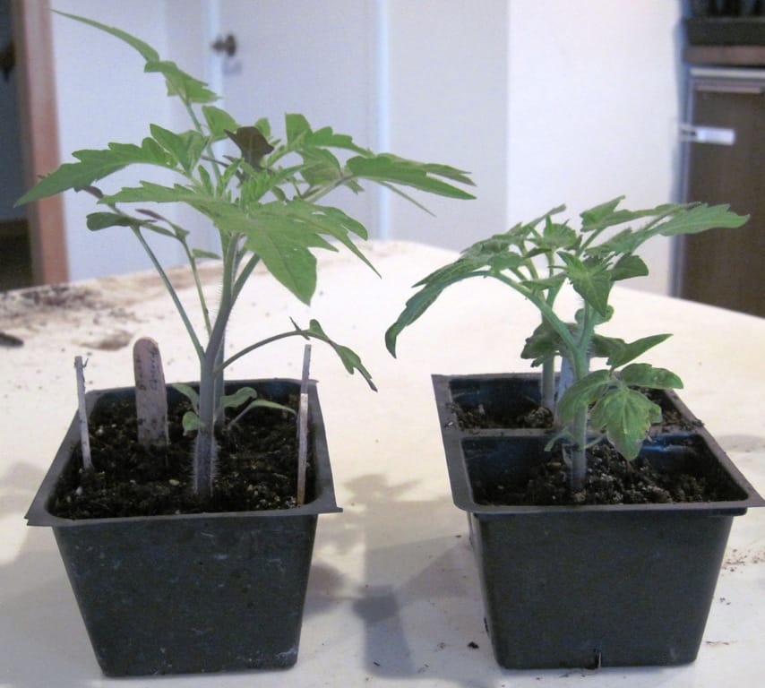 comparison of tomatoes grown from seed - indeterminate tomato seedlings on left, determinate tomato seedlings n right