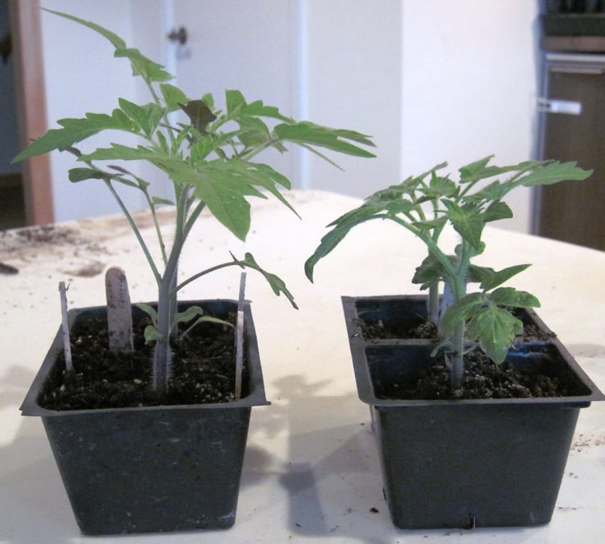 comparison of tomatoes grown from seed - indeterminate tomato seedlings on left, determinate tomato seedlings n right 