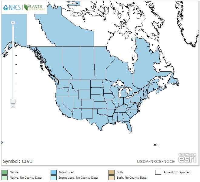Bull thistle range in North America